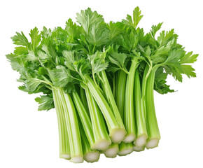 Harvesting fresh celery stalks local farm food organic isolated on transparent background