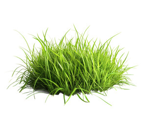 Lush green grass growing in nature view of a vibrant plant environment isolated on transparent background