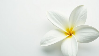 Fototapeta premium Close-up of pristine white flower petals against pure white backdrop, bright, petals