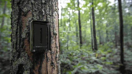 Trail camera mounted on tree trunk in forest