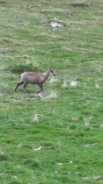 sarrios o corzos en la monta&ntilde;a en prado verde