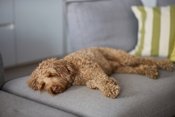 A Lazy Dog is Enjoyably Relaxing on a Comfortable Couch in a Cozy Indoor Environment