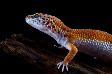 Fat-tailed gecko isolated on white, leopard gecko lizard, Eublepharis macularius