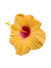Yellow hibiscus flowers isolated on transparent background