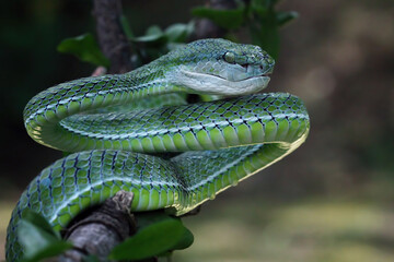 Hagen's pit viper on a branch, Trimeresurus hageni, parias hageni