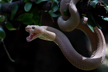 Trimeresurus purpureomaculatus on branch, Mangrove pit viper