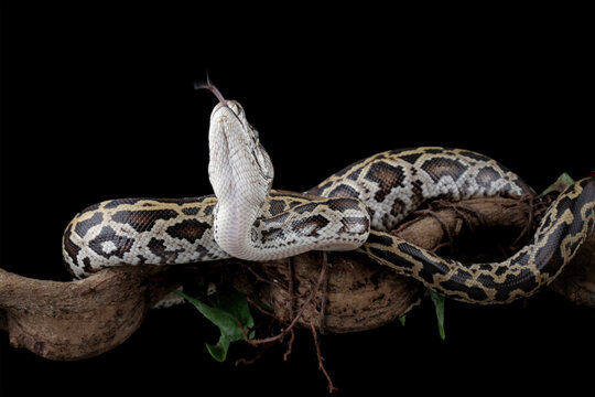 Python molurus bivittatus isolated on black background, Burmese python snake on branch, non-venomous snake	