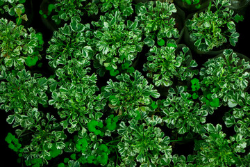 Natural background of green leaves, nature abstract wallpaper