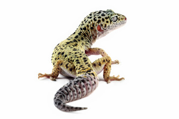 close-up of a leopard gecko lizard isolated on white, eublepharis macularius