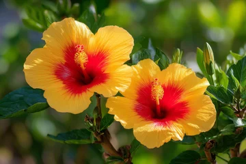 Foto auf Acrylglas Pflegezentrum Tropical yellow hibiscus flowers with red centers blooming in sunlight, vibrant and lush  © PhotoLuxeStudio