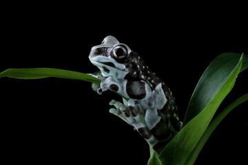 Blue milk frog sitting on branch (Trachycephalus resinifictrix), Amazon milk frog	