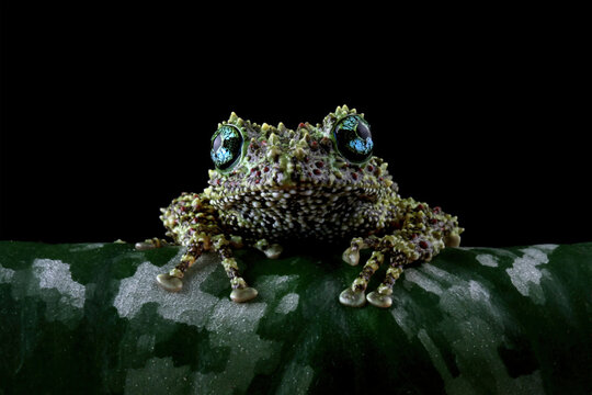 Vietnamese mossy frog on a leaves, moss tree frog isolated on black background	