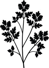 purple meadow rue silhouette vector on white 