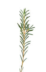 branch of a pine