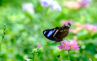Blue Moon Butterfly Feeding on Pink Flowers in Garden