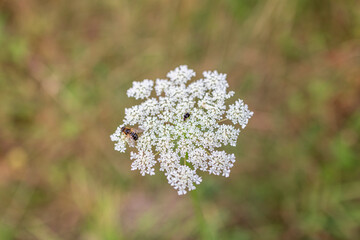 Close-up of a bee collecting nectar on a wild carrot flower (Daucus carota) in a field in the...