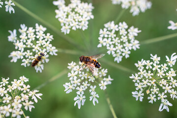 Close-up of a bee collecting nectar on a wild carrot flower (Daucus carota) in a field in the French countryside, along the Via Francigena