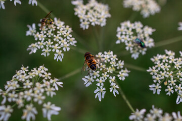 Close-up of a bee collecting nectar on a wild carrot flower (Daucus carota) in a field in the French countryside, along the Via Francigena