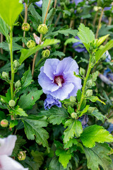 A vibrant purple hibiscus flower surrounded by green foliage and buds, photographed along the Via Francigena in France