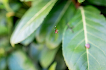 A macro shot of a spider hanging on its delicate web among green leaves in the French countryside