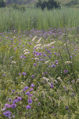Colorful wildflowers blooming along the serene Black Sea coast at dawn
