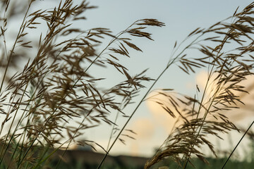 Wildflowers flourish along the serene Black Sea coast under a soft evening sky