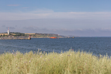 Wildflowers bloom along the serene Black Sea coast under a clear summer sky