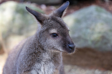Fototapeta premium The Tammar Wallaby is small animal and cute in Australia