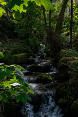 Image of a forest and a stream in Ribeira Sacra, Parada de Sil, Ourense province, Galicia, Spain Galicia
