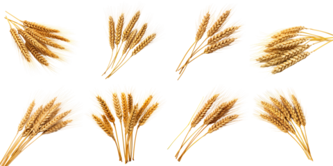 Wheat set isolated on white or transparent background, png clipart