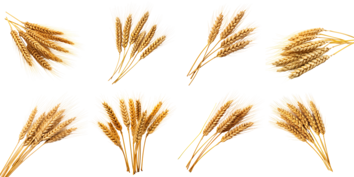 Wheat set isolated on white or transparent background, png clipart