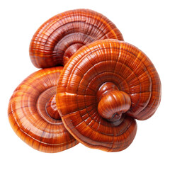 Obraz premium Reishi mushrooms isolated on transparent background.