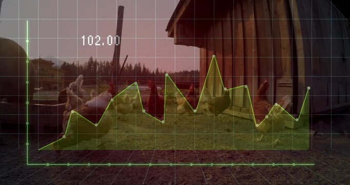Flock of chickens pecking and milling on gravel farmyard, with green data graph overlaying