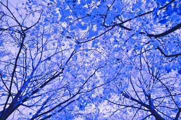 Artistic view of tree branches and leaves seen from below, digitally altered with a surreal blue color palette that gives the natural scene a dreamlike atmosphere.