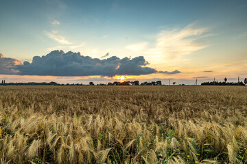 Wildflowers bloom vibrantly along the breathtaking Black Sea coast at sunset