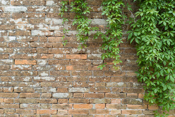 Old Brick Wall with Green Climbing Vines