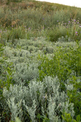 Vibrant wildflowers blooming along the breathtaking Black Sea coast in summer