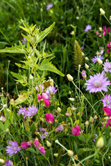 Vibrant wildflowers dance gently along the serene Black Sea coast at sunset