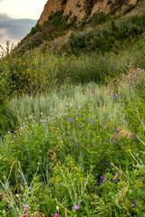 Vibrant wildflowers flourish along the stunning Black Sea coast at sunset