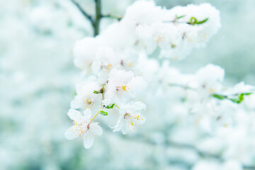 White flowers of branch cherry tree in snow. Spring white flowers