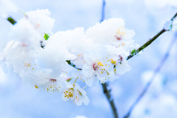 White flowers of branch cherry tree in snow. Spring white flowers