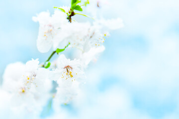 White flowers of branch cherry tree in snow. Spring white flowers