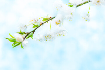 White flowers of branch cherry tree in snow. Spring white flowers