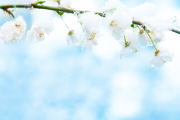 White flowers of branch cherry tree in snow. Spring white flowers