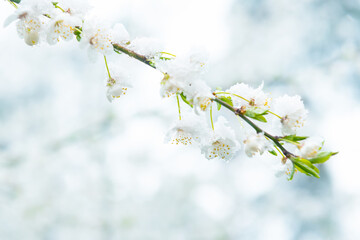 White flowers of branch cherry tree in snow. Spring white flowers