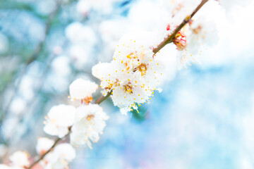 White flowers of branch apricot tree in snow. Spring white flowers