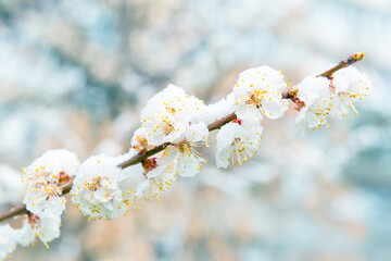 White flowers of branch apricot tree in snow. Spring white flowers