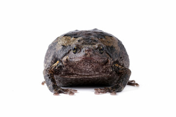 Banded bullfrog kaloula pulchra toad isolated on white