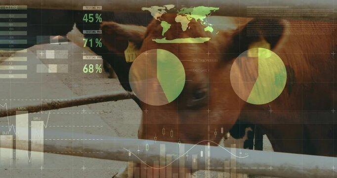 Brown and black cow moving behind fence while digital data overlays floating above pen
