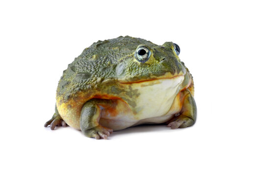 African giant bullfrog isolated on white, (Pyxicephalus adspersus)